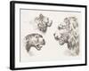 Magna Feles Study-Stefano della Bella-Framed Art Print