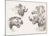 Magna Feles Study-Stefano della Bella-Mounted Art Print
