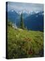 Magneta Paintbrush, White River Canyon, Mount Rainier National Park, Washington, USA-Scott T. Smith-Stretched Canvas