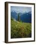 Magneta Paintbrush, White River Canyon, Mount Rainier National Park, Washington, USA-Scott T. Smith-Framed Photographic Print