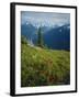 Magneta Paintbrush, White River Canyon, Mount Rainier National Park, Washington, USA-Scott T. Smith-Framed Photographic Print