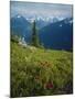 Magneta Paintbrush, White River Canyon, Mount Rainier National Park, Washington, USA-Scott T. Smith-Mounted Photographic Print