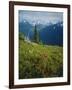 Magneta Paintbrush, White River Canyon, Mount Rainier National Park, Washington, USA-Scott T. Smith-Framed Photographic Print