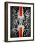 Magnetic Attraction-Cordelia Molloy-Framed Photographic Print