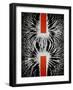 Magnetic Attraction-Cordelia Molloy-Framed Photographic Print