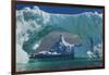 Magnificant Antartica-Art Wolfe-Framed Photographic Print