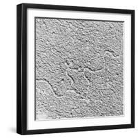 Magnification of Human Genes-David W. Jackson-Framed Photographic Print