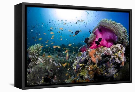 Magnificent Anemone Coral-null-Framed Stretched Canvas