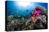 Magnificent Anemone Coral-null-Stretched Canvas