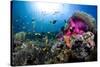 Magnificent Anemone Coral-null-Stretched Canvas