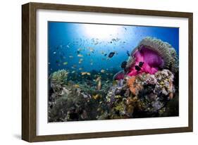 Magnificent Anemone Coral-null-Framed Photographic Print