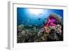 Magnificent Anemone Coral-null-Framed Photographic Print