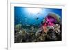 Magnificent Anemone Coral-null-Framed Photographic Print