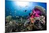 Magnificent Anemone Coral-null-Mounted Photographic Print