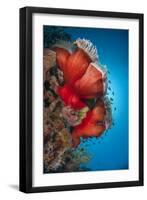 Magnificent Anemone (Heteractis Magnifica), Ras Mohammed Nat'l Pk, Off Sharm El Sheikh, Egypt-Mark Doherty-Framed Photographic Print