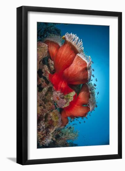 Magnificent Anemone (Heteractis Magnifica), Ras Mohammed Nat'l Pk, Off Sharm El Sheikh, Egypt-Mark Doherty-Framed Photographic Print