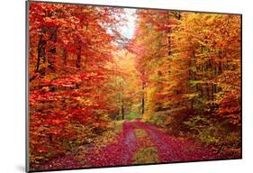 Magnificent Autumn Colors Forest In October-Fotozickie-Mounted Poster