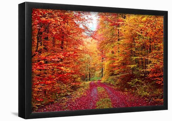 Magnificent Autumn Colors Forest In October-Fotozickie-Framed Poster