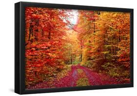 Magnificent Autumn Colors Forest In October-Fotozickie-Framed Poster