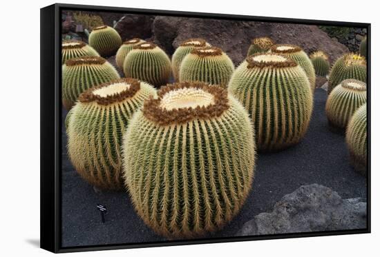 Magnificent Big Cactuses-Jarretera-Framed Stretched Canvas