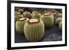 Magnificent Big Cactuses-Jarretera-Framed Photographic Print