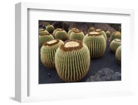 Magnificent Big Cactuses-Jarretera-Framed Photographic Print