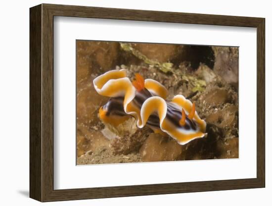 Magnificent Chromodoris-Hal Beral-Framed Photographic Print