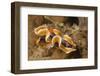 Magnificent Chromodoris-Hal Beral-Framed Photographic Print