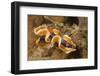 Magnificent Chromodoris-Hal Beral-Framed Photographic Print