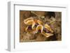 Magnificent Chromodoris-Hal Beral-Framed Photographic Print