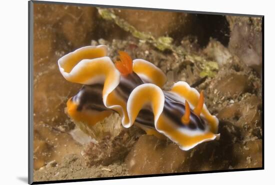 Magnificent Chromodoris-Hal Beral-Mounted Photographic Print