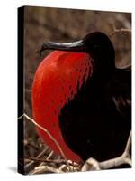 Magnificent Frigate Bird, Galapagos Islands, Ecuador-Art Wolfe-Stretched Canvas