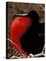 Magnificent Frigate Bird, Galapagos Islands, Ecuador-Art Wolfe-Stretched Canvas