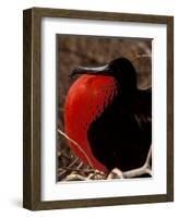 Magnificent Frigate Bird, Galapagos Islands, Ecuador-Art Wolfe-Framed Photographic Print