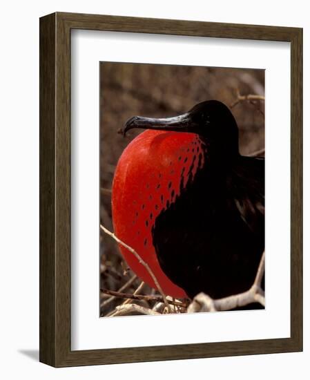 Magnificent Frigate Bird, Galapagos Islands, Ecuador-Art Wolfe-Framed Photographic Print