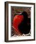 Magnificent Frigate Bird, Galapagos Islands, Ecuador-Art Wolfe-Framed Photographic Print