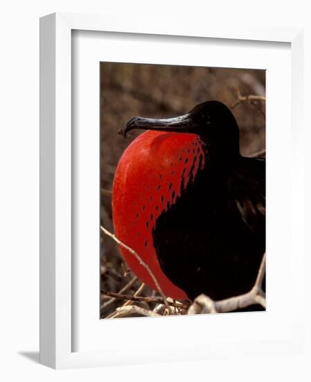 Magnificent Frigate Bird, Galapagos Islands, Ecuador-Art Wolfe-Framed Photographic Print