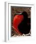 Magnificent Frigate Bird, Galapagos Islands, Ecuador-Art Wolfe-Framed Photographic Print