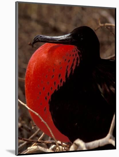 Magnificent Frigate Bird, Galapagos Islands, Ecuador-Art Wolfe-Mounted Photographic Print