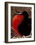 Magnificent Frigate Bird, Galapagos Islands, Ecuador-Art Wolfe-Framed Photographic Print