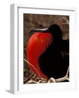 Magnificent Frigate Bird, Galapagos Islands, Ecuador-Art Wolfe-Framed Photographic Print