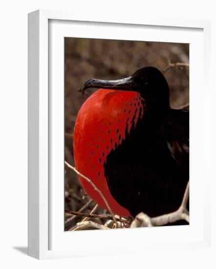 Magnificent Frigate Bird, Galapagos Islands, Ecuador-Art Wolfe-Framed Photographic Print