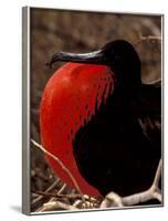 Magnificent Frigate Bird, Galapagos Islands, Ecuador-Art Wolfe-Framed Photographic Print