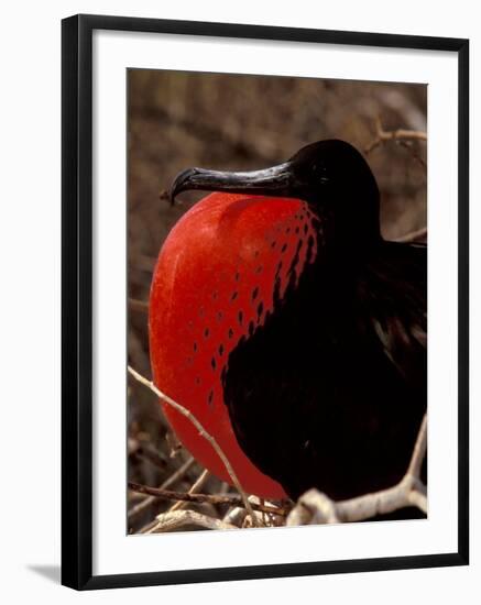 Magnificent Frigate Bird, Galapagos Islands, Ecuador-Art Wolfe-Framed Photographic Print