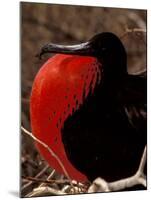 Magnificent Frigate Bird, Galapagos Islands, Ecuador-Art Wolfe-Mounted Photographic Print