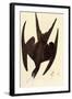 Magnificent Frigate Bird-John James Audubon-Framed Art Print