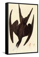 Magnificent Frigate Bird-John James Audubon-Framed Stretched Canvas
