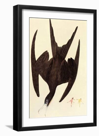 Magnificent Frigate Bird-John James Audubon-Framed Art Print