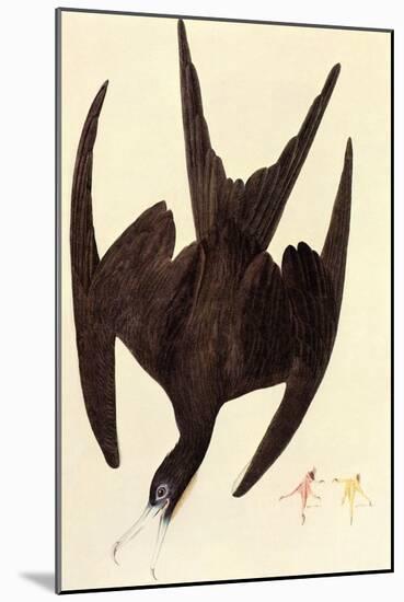Magnificent Frigate Bird-John James Audubon-Mounted Art Print
