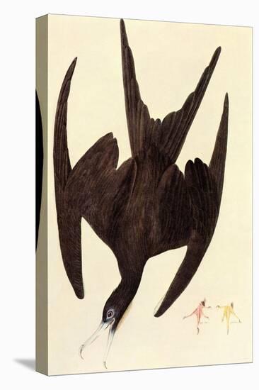 Magnificent Frigate Bird-John James Audubon-Stretched Canvas